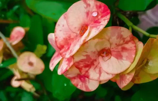 Euphorbia_Mili_Pink_White_For_Home_Garden