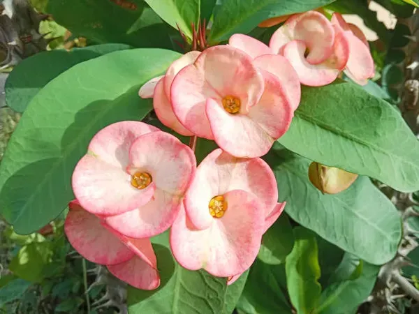Euphorbia_Mili_Pink_White_For_Home_Garden
