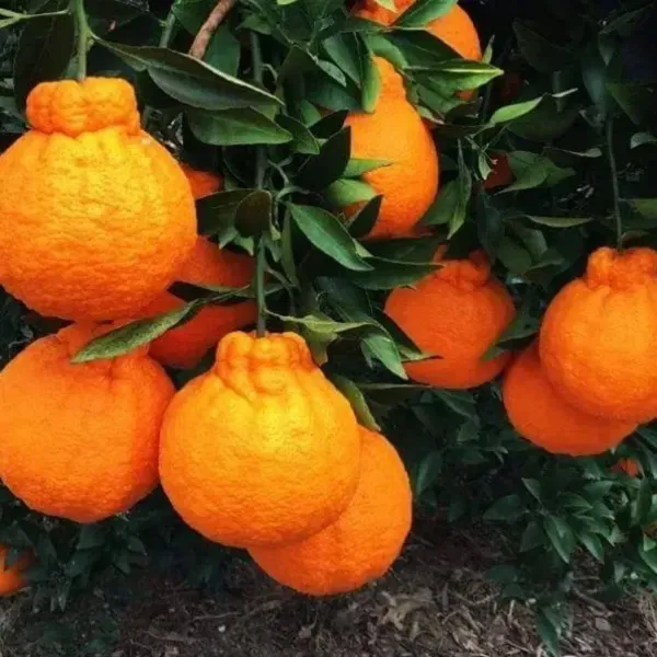 Dekopon_Orange_Fruit_Plant_For_Home_Garden