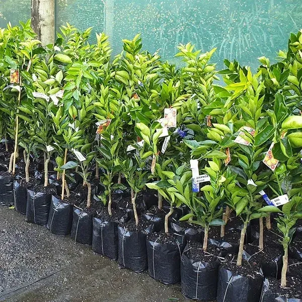 Dekopon_Orange_Fruit_Plant_For_Home_Garden
