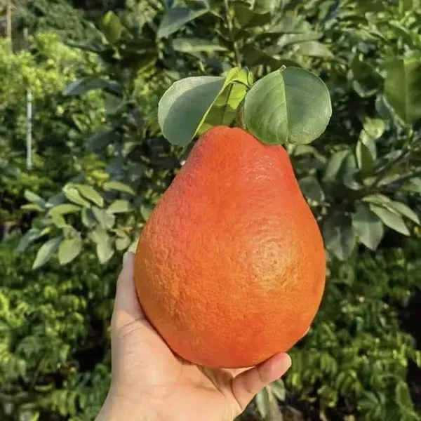 Dekopon_Orange_Fruit_Plant_For_Home_Garden