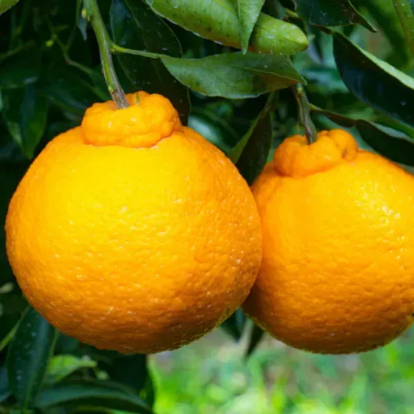 Dekopon_Orange_Fruit_Plant_For_Home_Garden