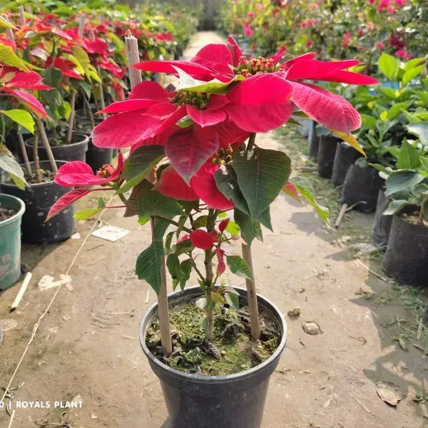 Red_Poinsettias_Pata_Bahari_Live_Plant