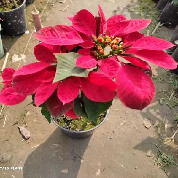 Red_Poinsettias_Pata_Bahari_Live_Plant