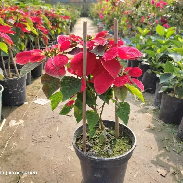 Red_Poinsettias_Pata_Bahari_Live_Plant