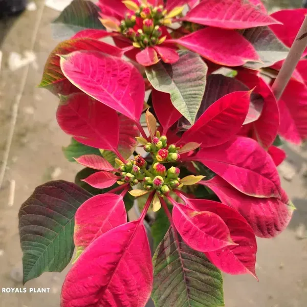 Red_Poinsettias_Pata_Bahari_Live_Plant