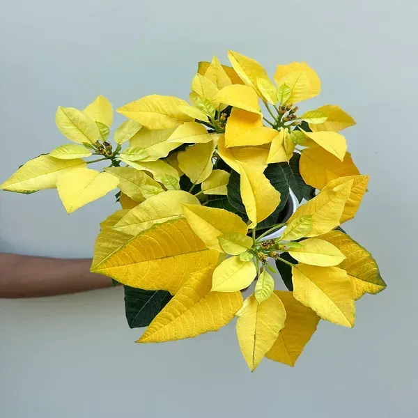Yellow_Poinsettias_Pata_Bahari_Live_Plant