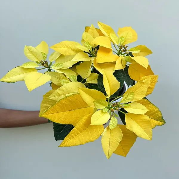 Yellow_Poinsettias_Pata_Bahari_Live_Plant