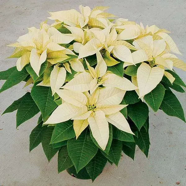 Yellow_Poinsettias_Pata_Bahari_Live_Plant