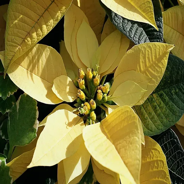 Yellow_Poinsettias_Pata_Bahari_Live_Plant
