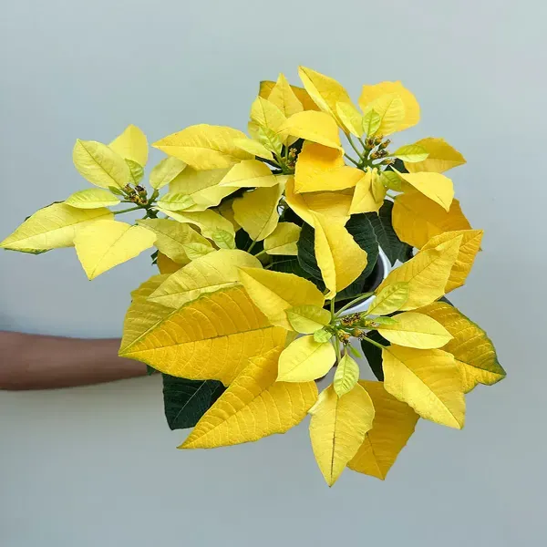 Yellow_Poinsettias_Pata_Bahari_Live_Plant