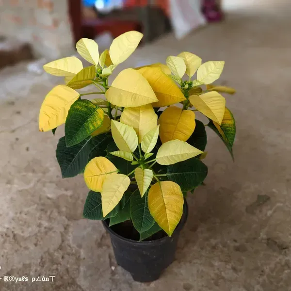 Yellow_Poinsettias_Pata_Bahari_Live_Plant