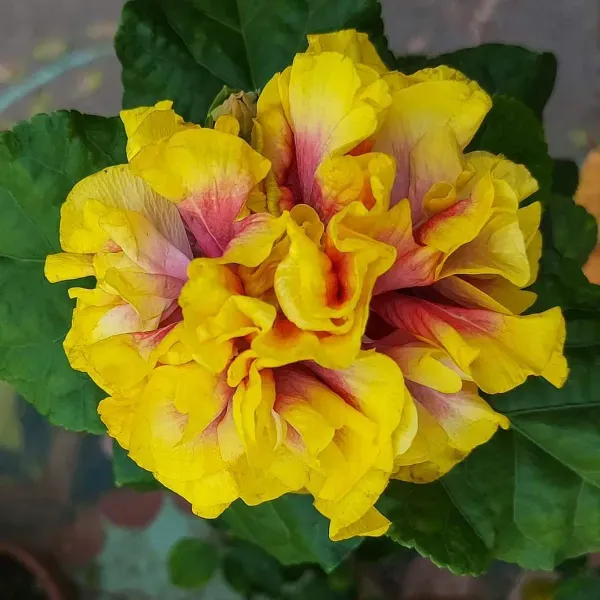 Double_Petal_Variety_Grafted_Hibiscus_Flower_Plant