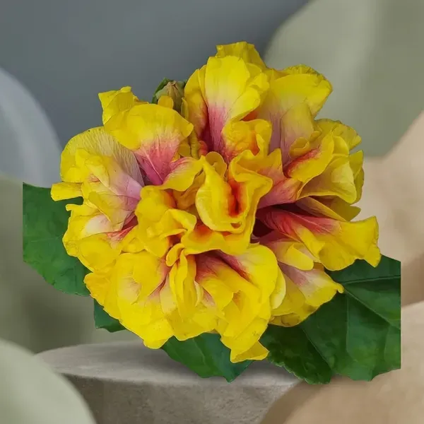 Double_Petal_Variety_Grafted_Hibiscus_Flower_Plant