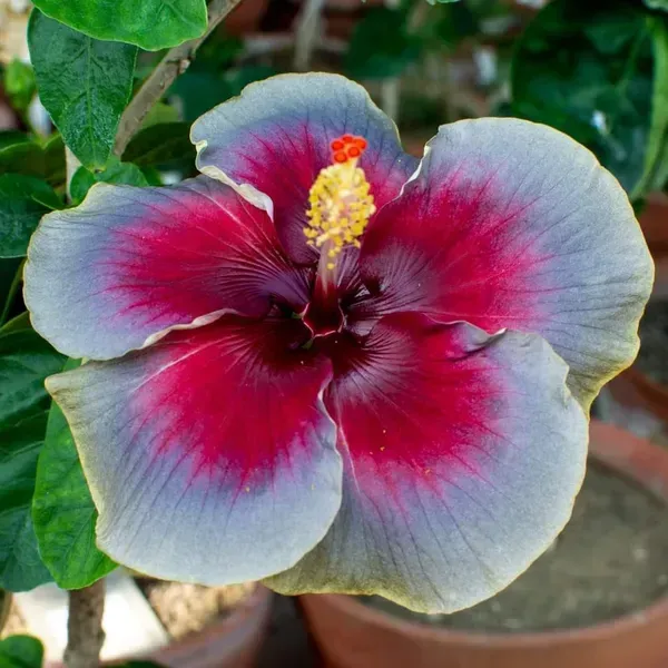 Australian_Variety_Grafted_Hibiscus_Flower_Plant