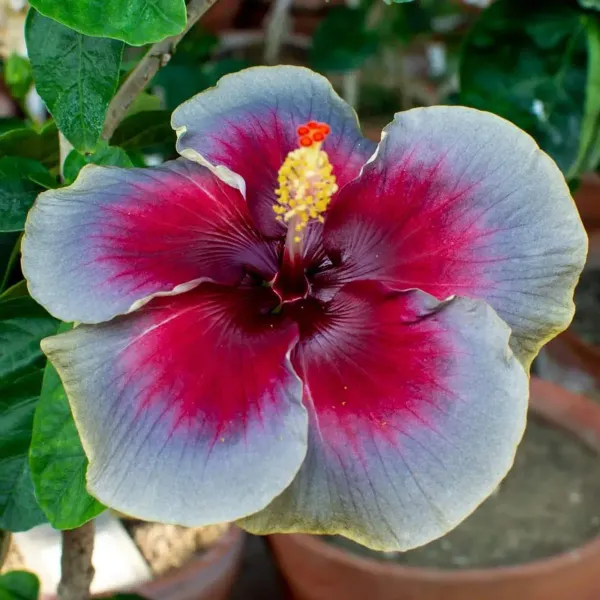 Australian_Variety_Grafted_Hibiscus_Flower_Plant