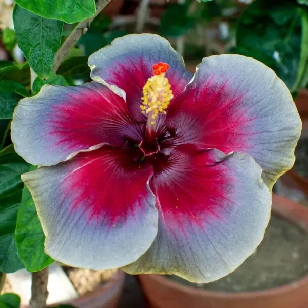 Australian_Variety_Grafted_Hibiscus_Flower_Plant
