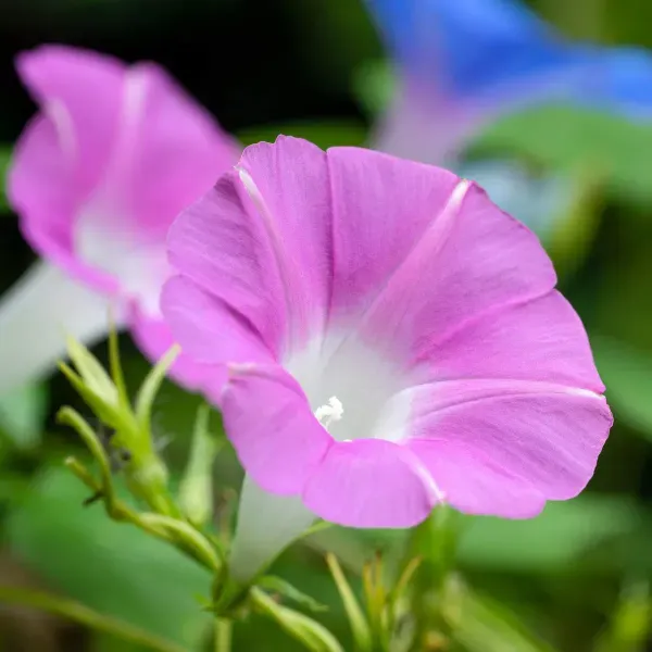 Morning_Glory_Flower_Plant_Pink