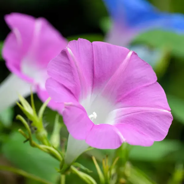 Morning_Glory_Flower_Plant_Pink