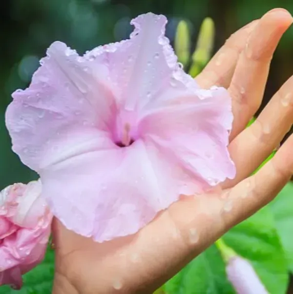 Morning_Glory_Flower_Plant_Pink