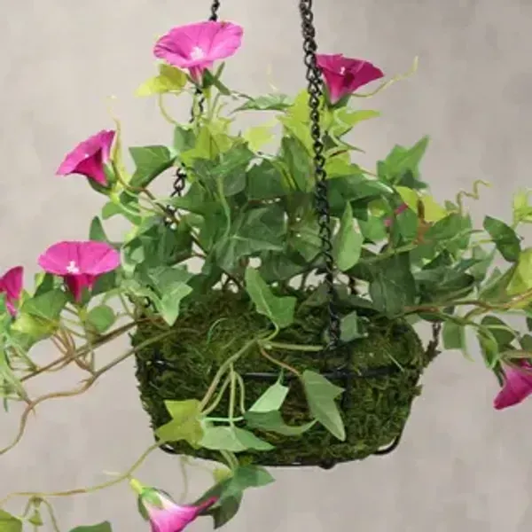 Morning_Glory_Flower_Plant_Pink
