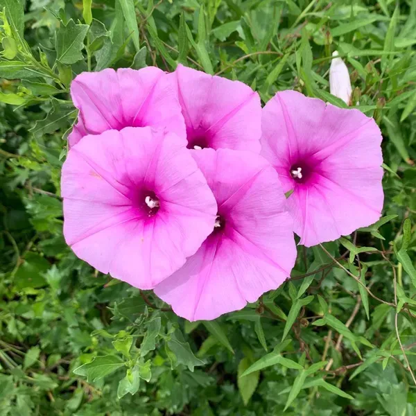 Morning_Glory_Flower_Plant_Pink