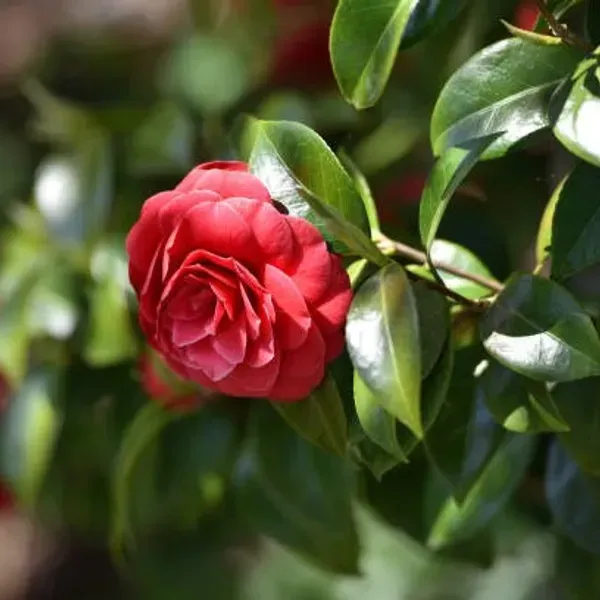Camellia_Flower_Plant_Red_For_Home_Garden