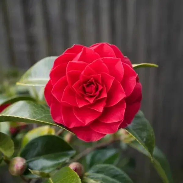 Camellia_Flower_Plant_Red_For_Home_Garden