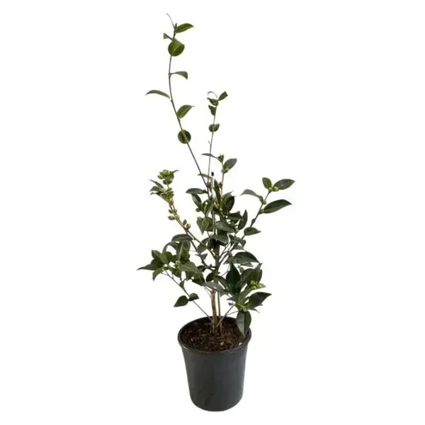 Camellia_Flower_Plant_Red_For_Home_Garden