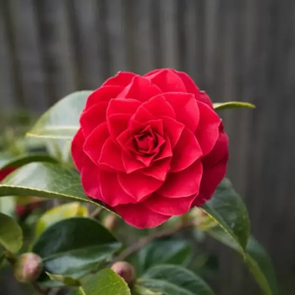 Camellia_Flower_Plant_Red_For_Home_Garden