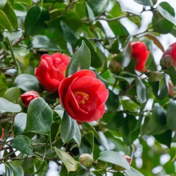 Camellia_Flower_Plant_Red_For_Home_Garden