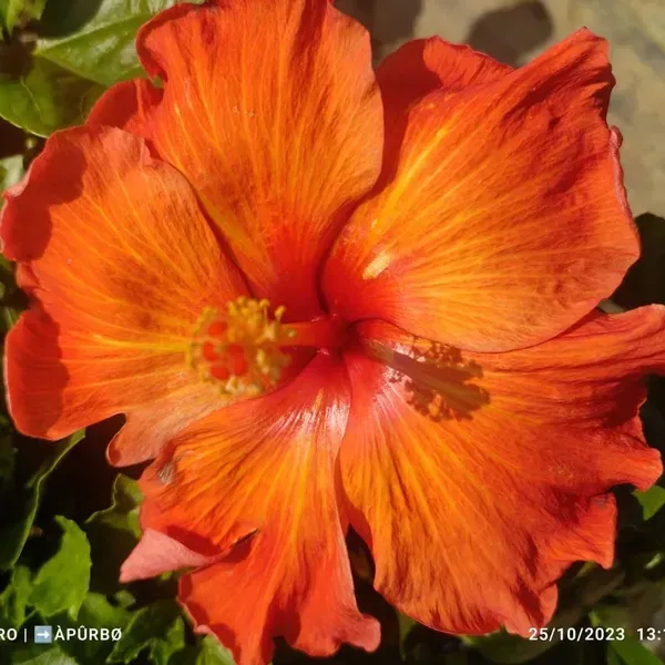 Australian_Variety_Grafted_Hibiscus_Flower_Plant