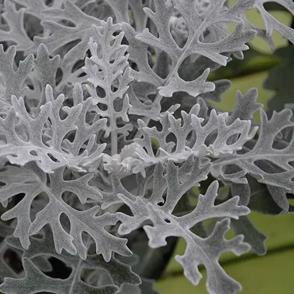 Artemisia_Stelleriana_Silver_Brocade