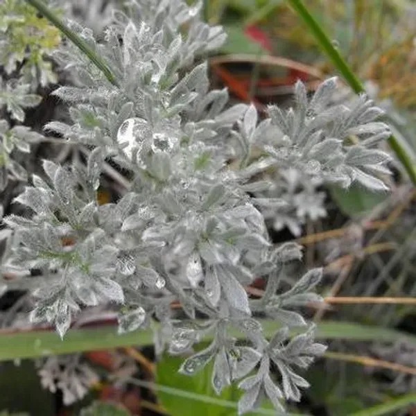 Artemisia_Stelleriana_Silver_Brocade