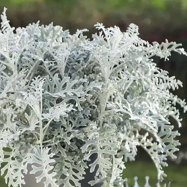 Artemisia_Stelleriana_Silver_Brocade