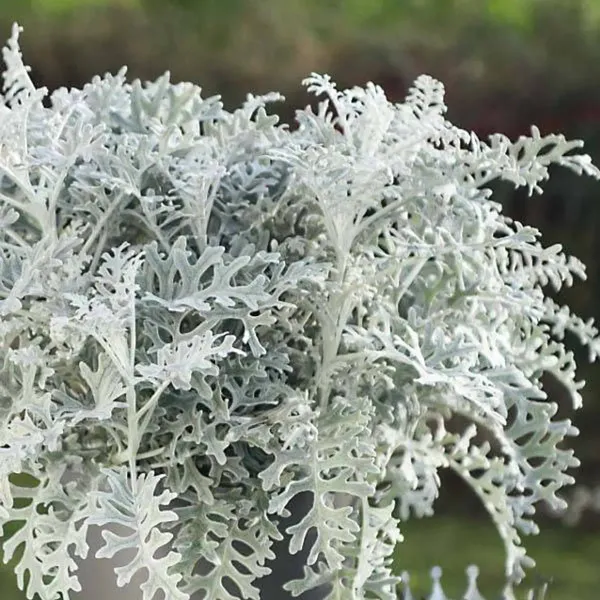 Artemisia_Stelleriana_Silver_Brocade