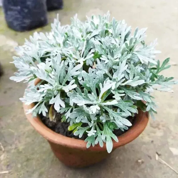 Artemisia_Stelleriana_Silver_Brocade