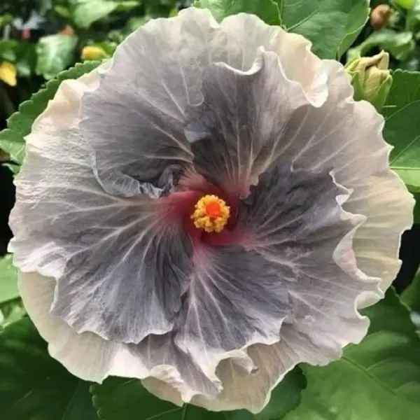 Australian_Variety_Grafted_Hibiscus_Flower_Plant