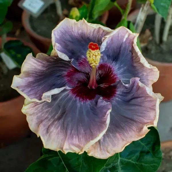 Australian_Variety_Grafted_Hibiscus_Flower_Plant
