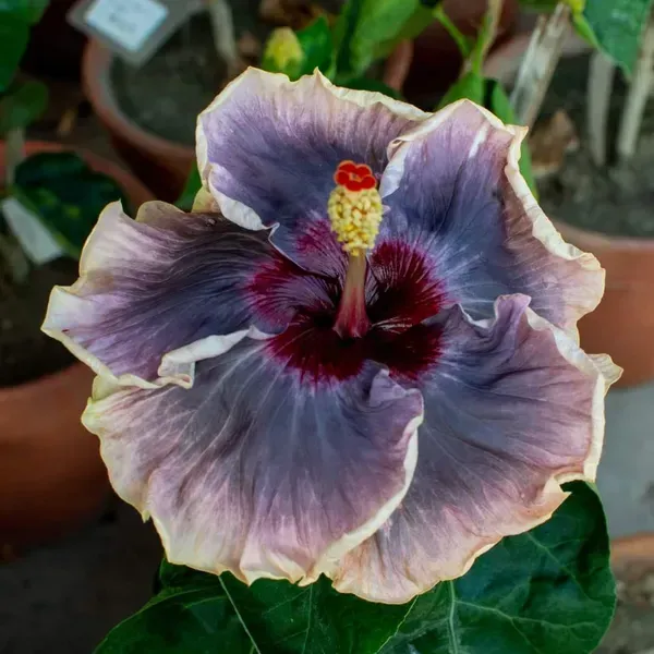 Australian_Variety_Grafted_Hibiscus_Flower_Plant