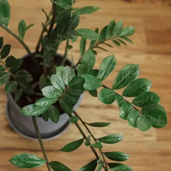 Zz_Live_Plant_For_Home_Garden