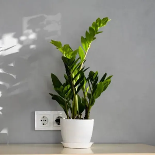 Zz_Live_Plant_For_Home_Garden