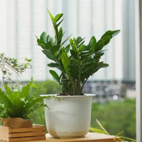Zz_Live_Plant_For_Home_Garden