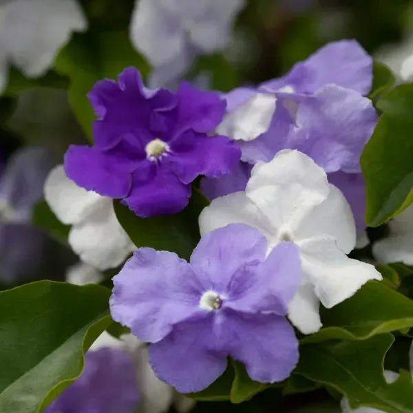 Yesterday_Today_And_Tomorrow_Flower_Plant_Brunfelsia_Latifolia