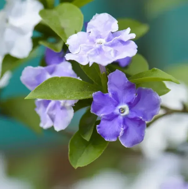 Yesterday_Today_And_Tomorrow_Flower_Plant_Brunfelsia_Latifolia