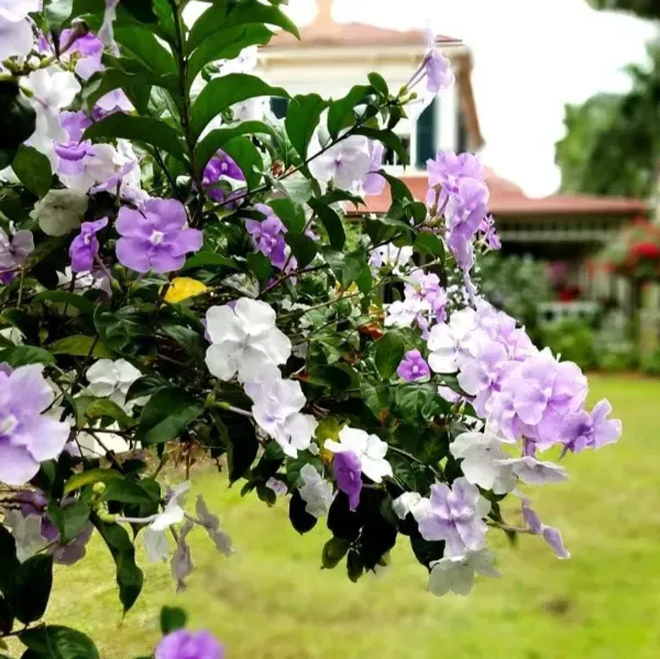 Yesterday_Today_And_Tomorrow_Flower_Plant_Brunfelsia_Latifolia