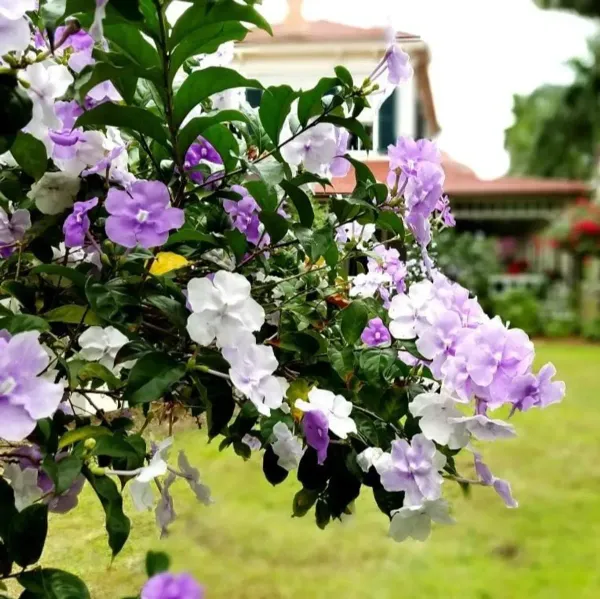 Yesterday_Today_And_Tomorrow_Flower_Plant_Brunfelsia_Latifolia