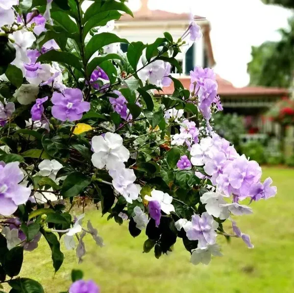Yesterday_Today_And_Tomorrow_Flower_Plant_Brunfelsia_Latifolia