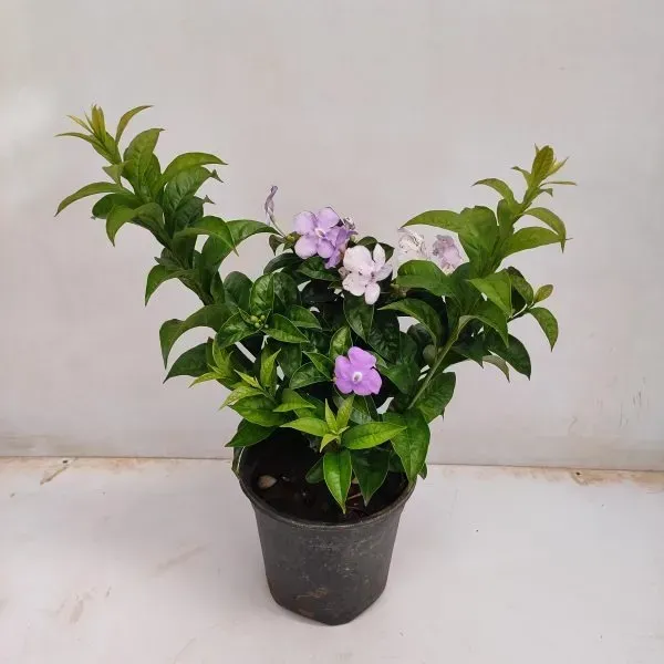 Yesterday_Today_And_Tomorrow_Flower_Plant_Brunfelsia_Latifolia
