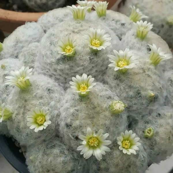 Mammillaria_Plumosa_Cactus_For_Home_Garden